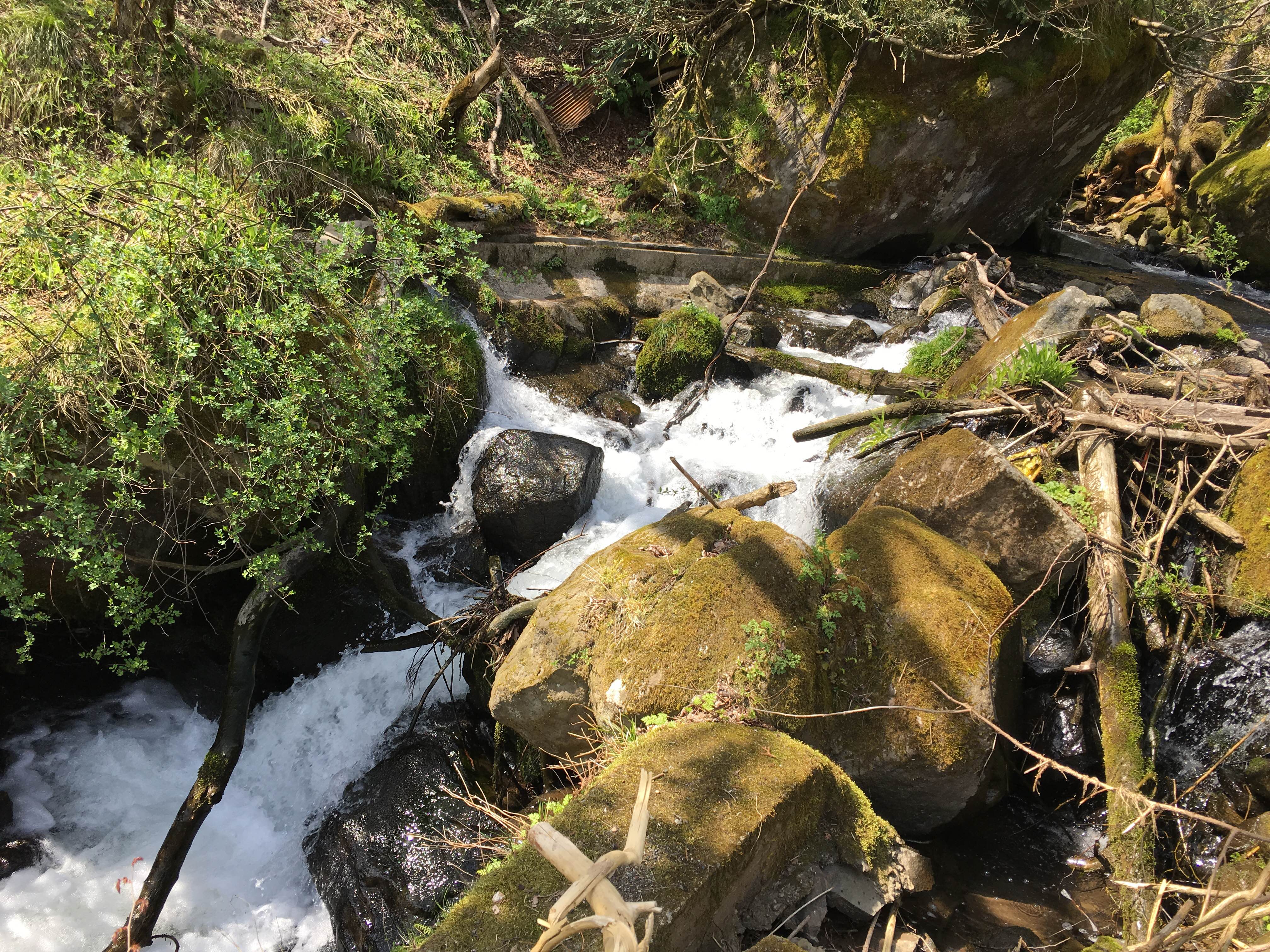 ハチ高原　ゴールデンウイーク前の様子